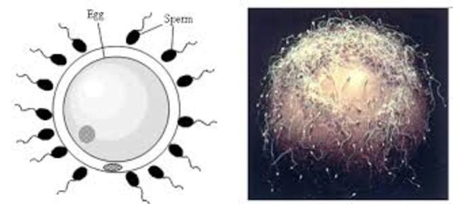 Sperm and Egg cells