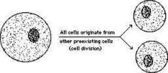 Third Part of Cell Theory