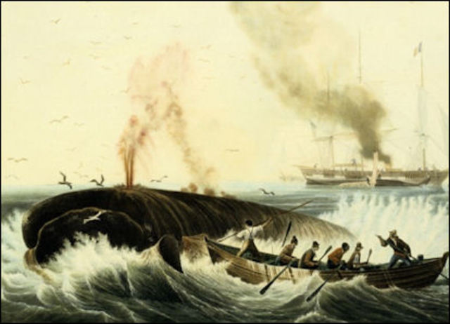 sailors hunted whales using rocket-propelled harpoons