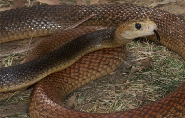 Прибрежный тайпан