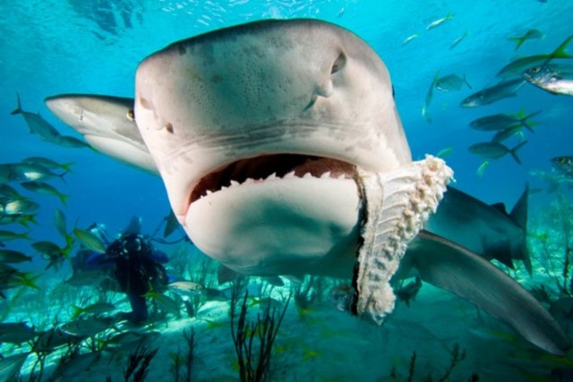 Тигровая акула