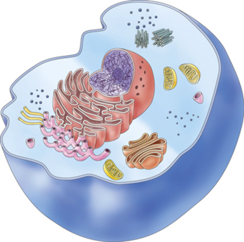 Animal Cell Discovery