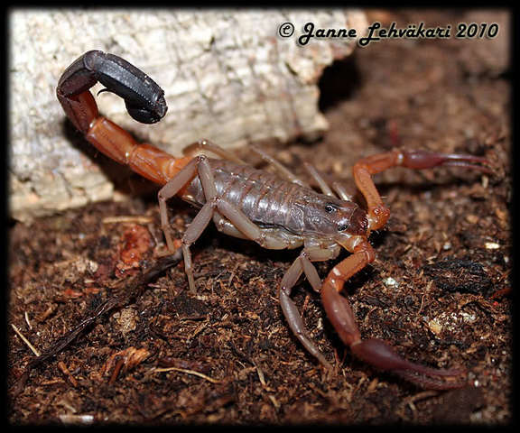 Decidi Unirme a Escorpiones de Mexico