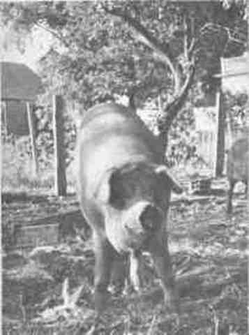 Agricultural Adjustment Act