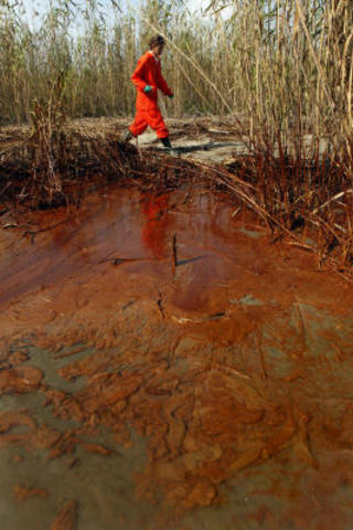 Oil reaches Louisiana marshlands