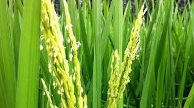 Fast Ripening Rice
