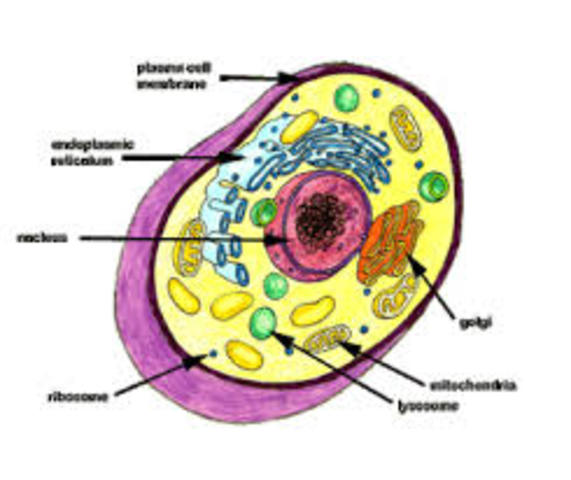 Cell Theory