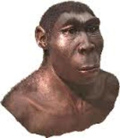 Homo Erectus