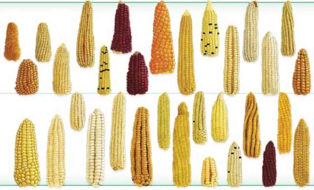 Agricultura en Mesoamérica 7000-4000 A.C.