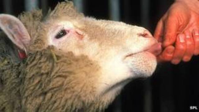 Primera clonacion de un mamífero_Oveja Dolly