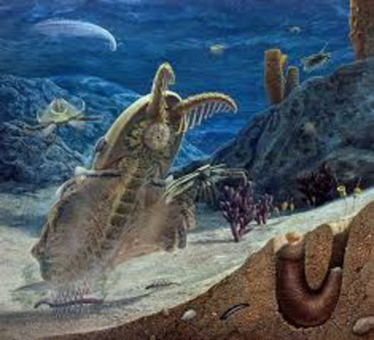 Cambrian Period 570-500 MYA
