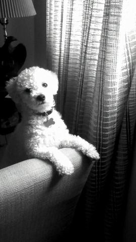 Adopted my dog, Lily.