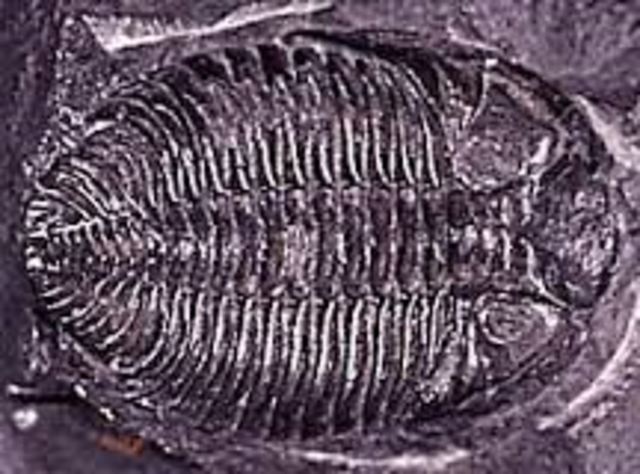 Silurian Period 443-416 MYA
