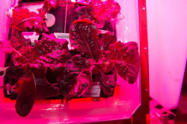 First food grown and eaten from space