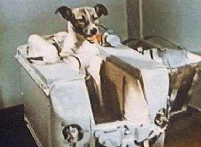 Laika goes to space