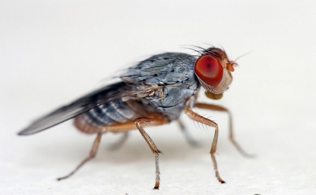 The first insect on a rocket: fruit flies