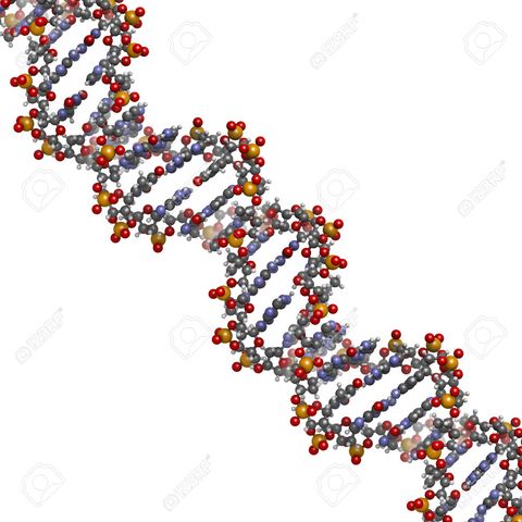 Genome Project Maps Human DNA Sequence