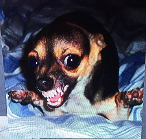 Sinking of the USS MAINE