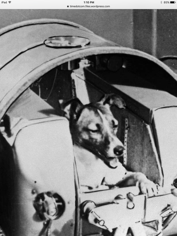 First live animal in space