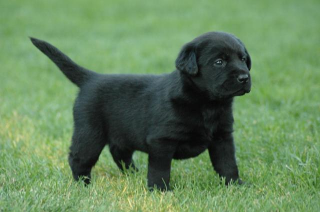 Conseguir mi primer cachorro.