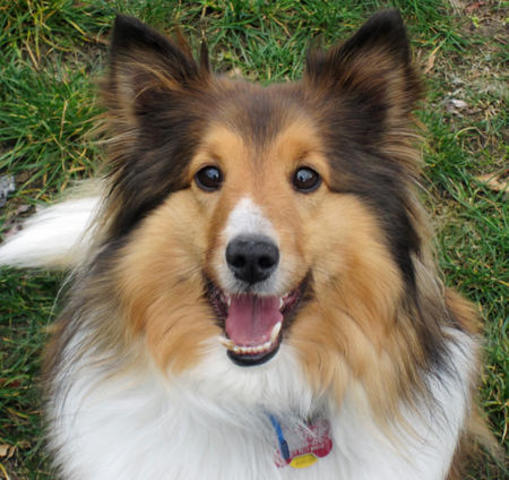 El día que llegamos a nuestro perro