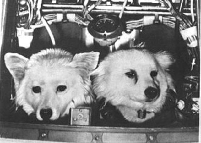 Sputnik 5 was launched into space