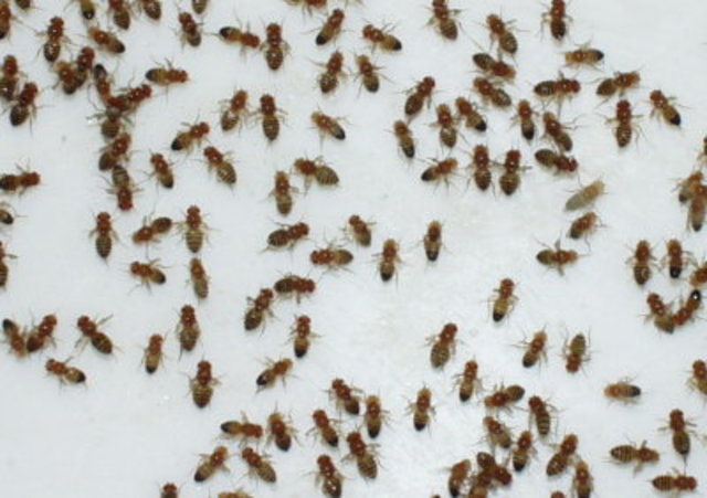 First Animal In Space