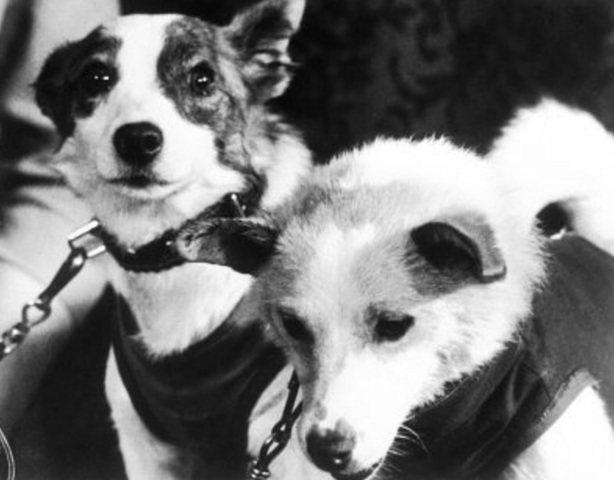 Animals and Plants return alive