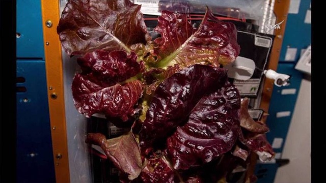 The first food grown in space is eaten