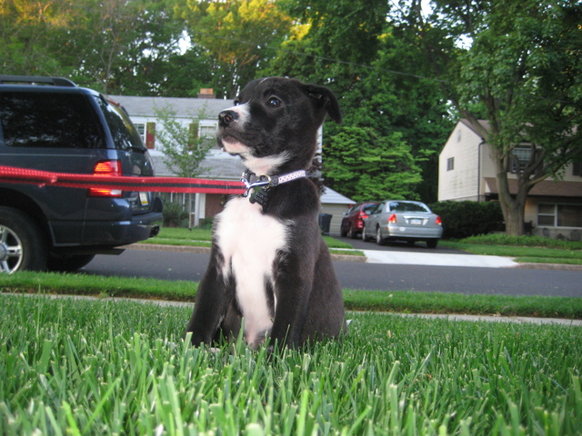 Day my family got our dog Callee