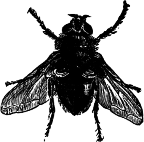 Francesco Redi ~ Not Spontaneous at all