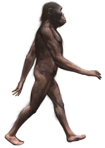 Autralopithecus