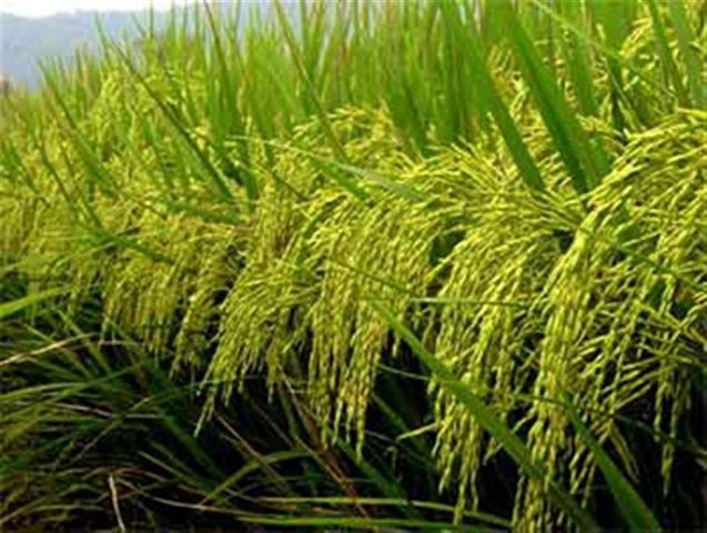 Fast-Ripening Rice Introduced to North China from Southest Asia