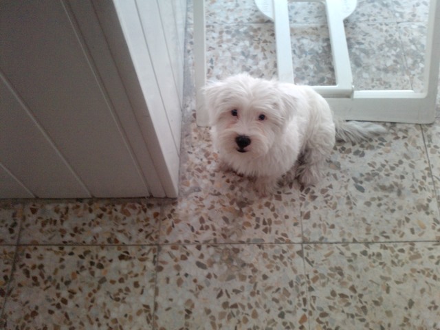 Nacimiento de mi perro Gordi