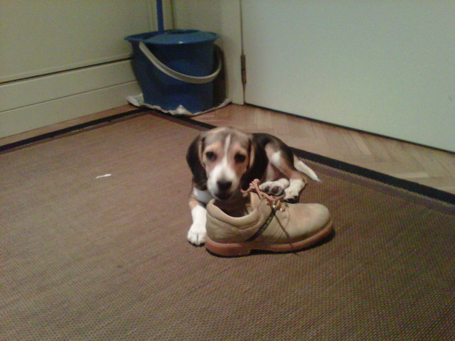 Nuevo miembro de la familia Nela, mi perrita.