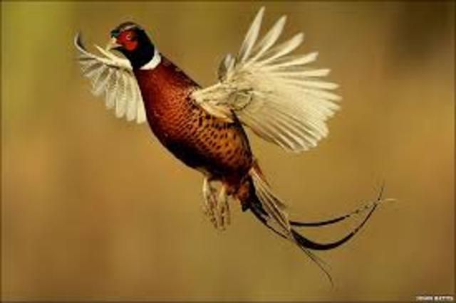 killed first phesant