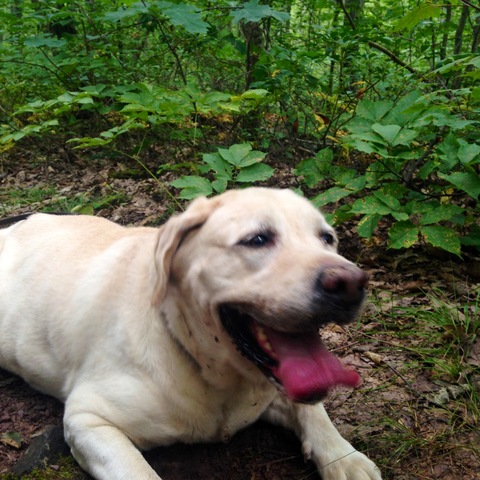 The Belka Family Adopts Belle