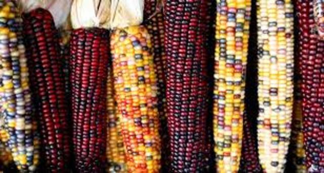 se desarrolla la primera cruza controlada de maiz