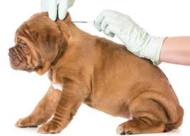 pasteur desarrolla la vacuna de la rabia