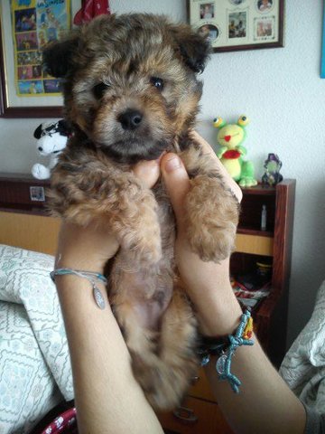 Nacimiento de mi perrito