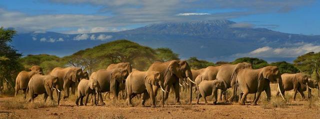 Day 10- Amboseli National Park Safari