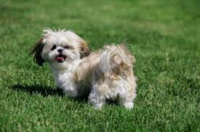 Got my first and only Dog