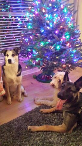 Murphys first chritsmas