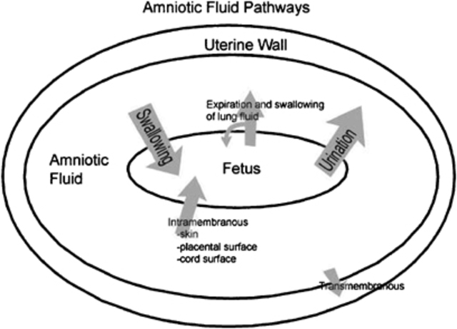 Prenatal - Kidneys - Physical