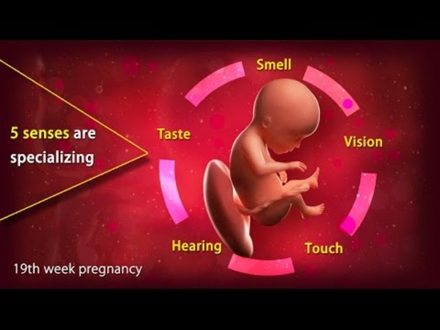Prenatal - Hearing - Physical/Cognitive