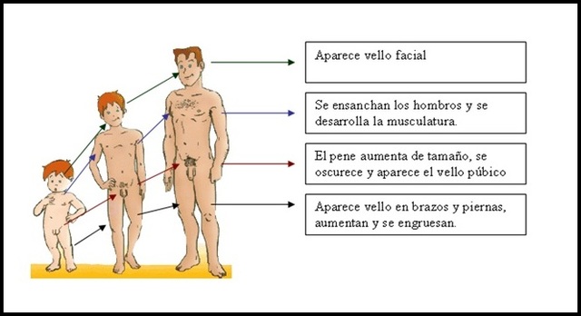 CAMBIOS EN EL HOMBRE