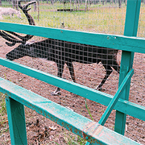 Открытие зоопитомника «Червлёный Яр»