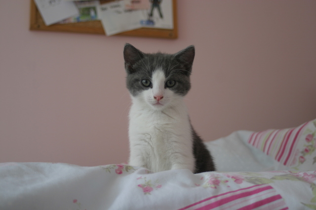 A new kitten