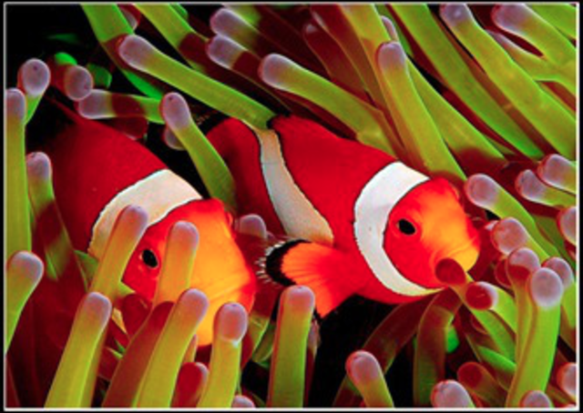 El carnaval de los animales: Acuario