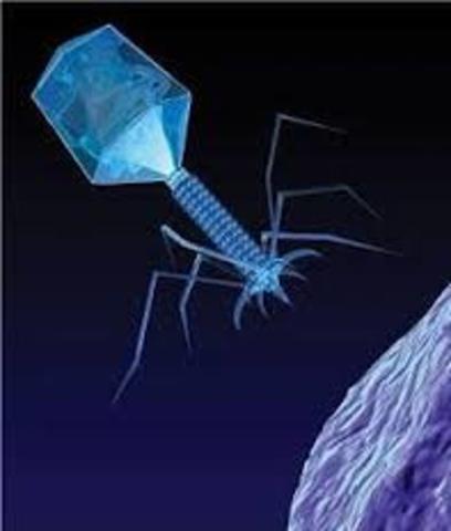 Frederick Twort descubre los virus que infectan bacterias (bacteriófagos).